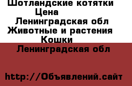 Шотландские котятки › Цена ­ 7 000 - Ленинградская обл. Животные и растения » Кошки   . Ленинградская обл.